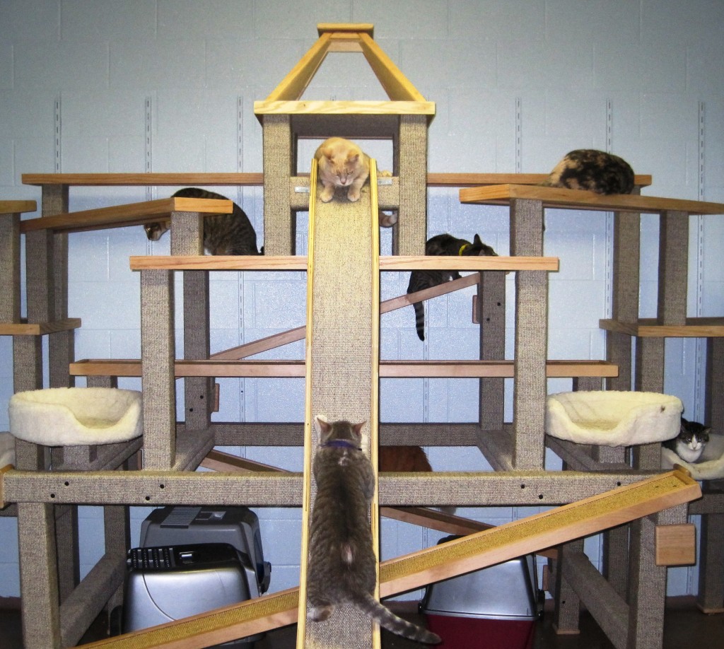 Cats enjoying our large communal cat room!