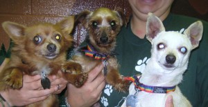 Crackerjack, Butch, and Bull will be available for adoption on June 12th at 12 noon!