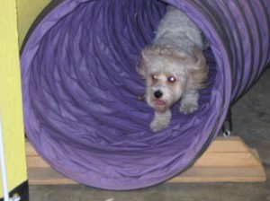 Tunnels are fun for dogs and people!