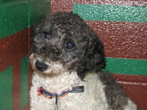 Finlandia is a 1 year old Poodle mix