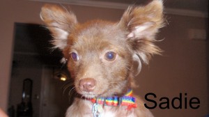 Sadie the Chihuahau/Pomeranian X