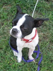 Glenda is an 18 month old Boston Terrier that is recovering from a fracture in her right front leg.