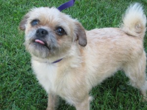 Nautica is a 5-6 year old Pug/Poodle mix.