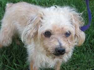 Pacifica is a 6-7 year old Poodle mix