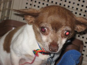 Reba is a 5lb, 6 year old puppy mill survivor that needs you to love her and show her the way! 
