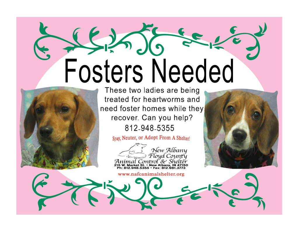heartworm fosters